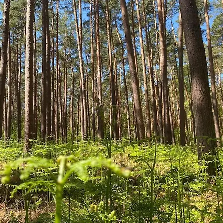 Casa vacanze Luxus Reetdachhaus In Mit Sauna *